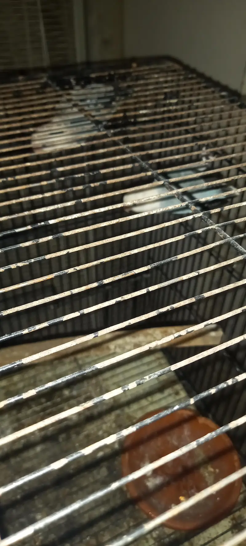 love Birds Breeder pair — photo 4