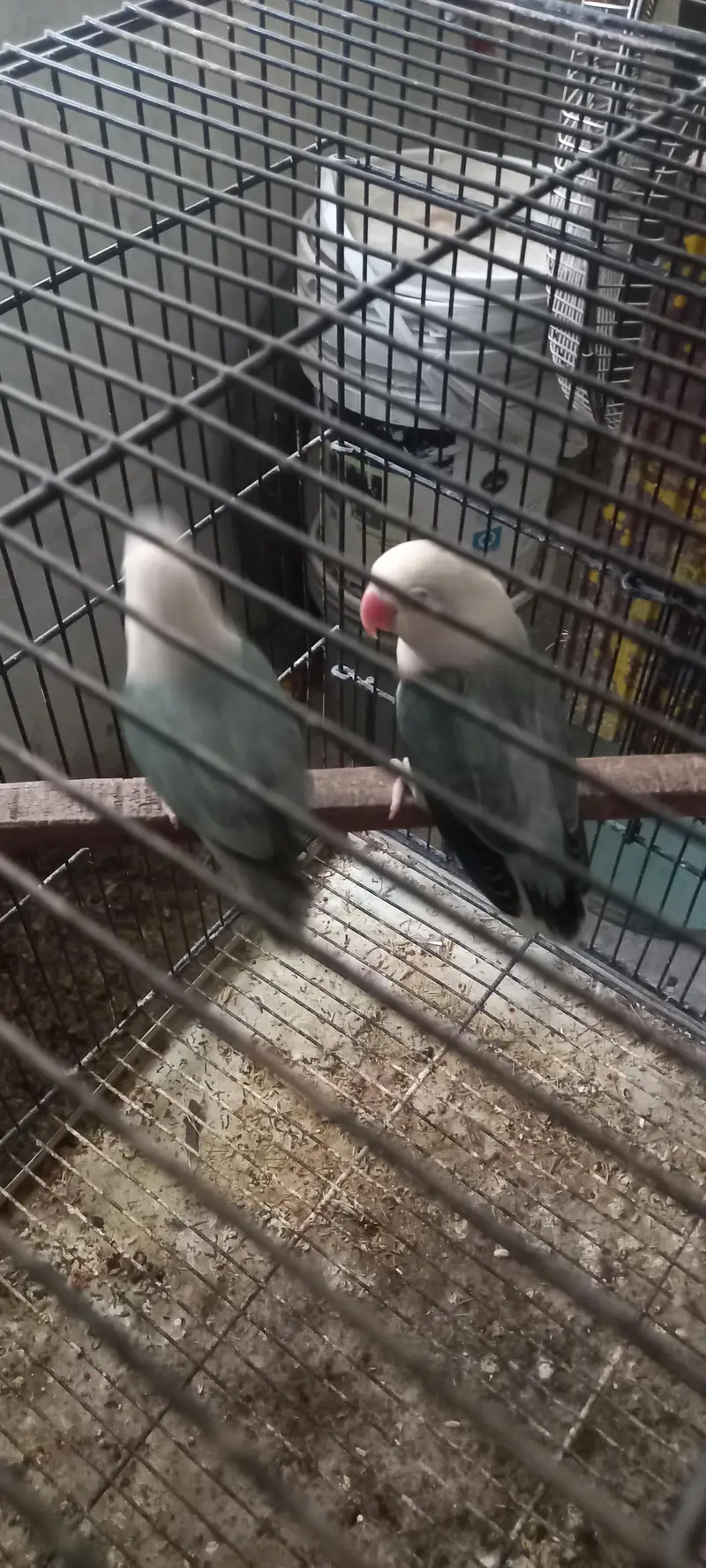love Birds Breeder pair — photo 5