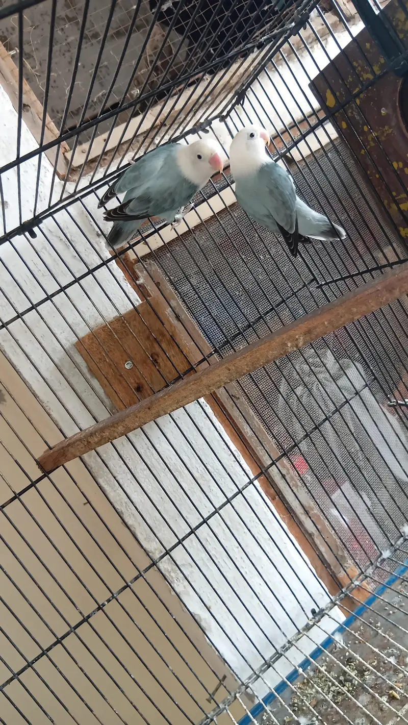 love Birds Breeder pair — photo 6