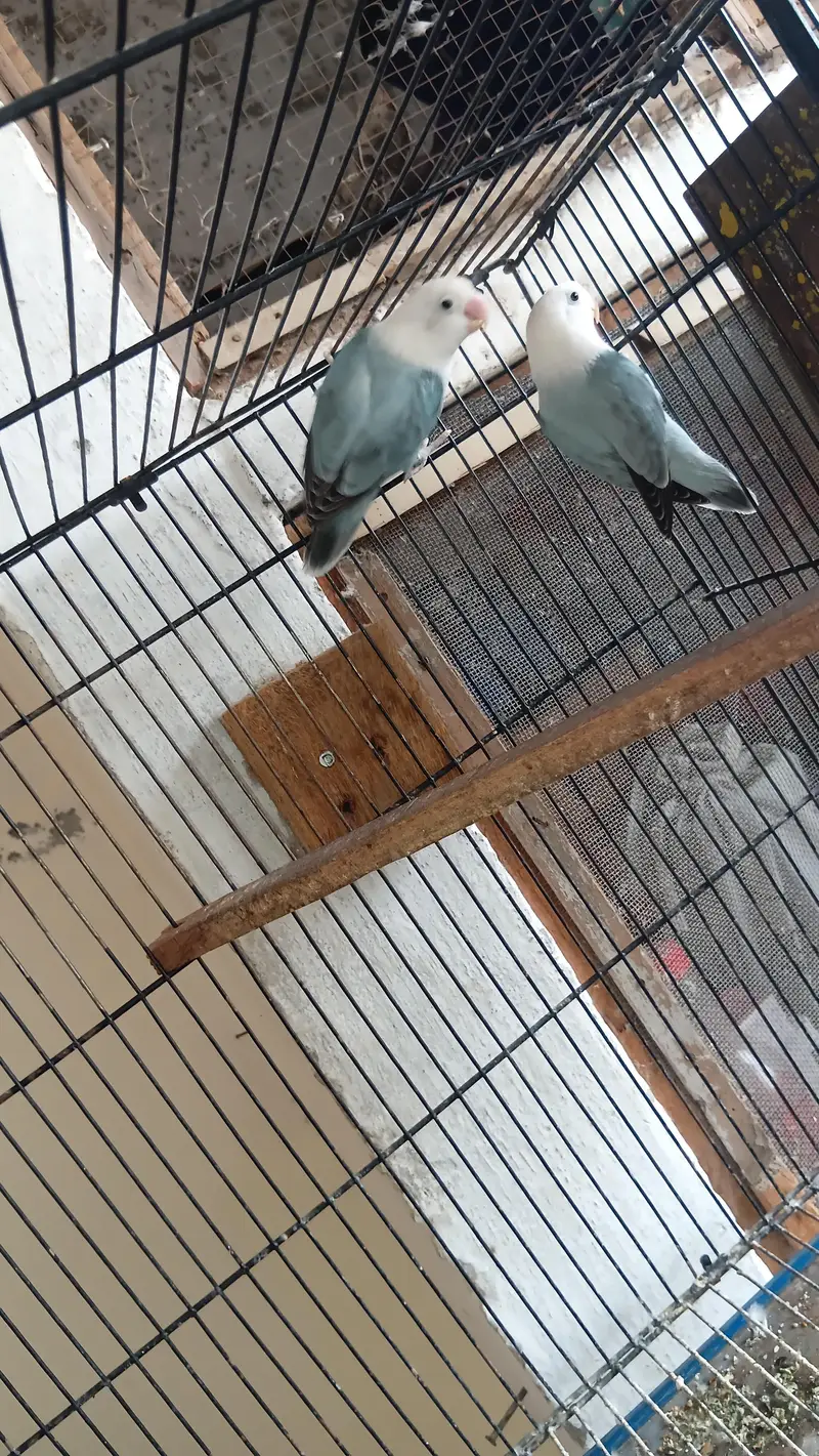 love Birds Breeder pair — photo 7