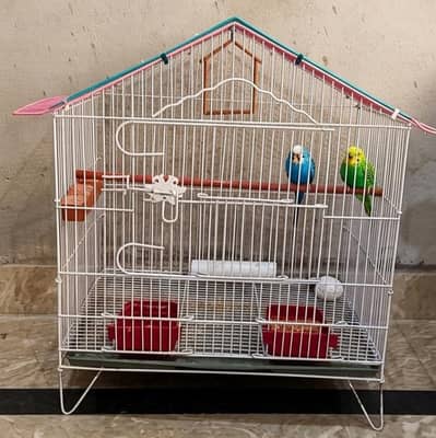 fresh and active parrot pair