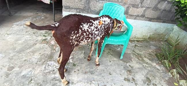 Makhi chena bakra