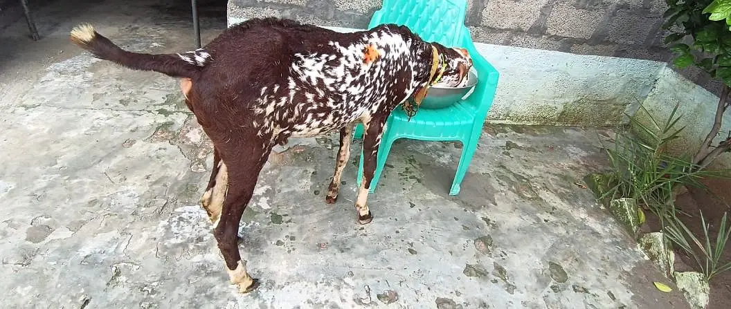 Makhi chena bakra — photo 2