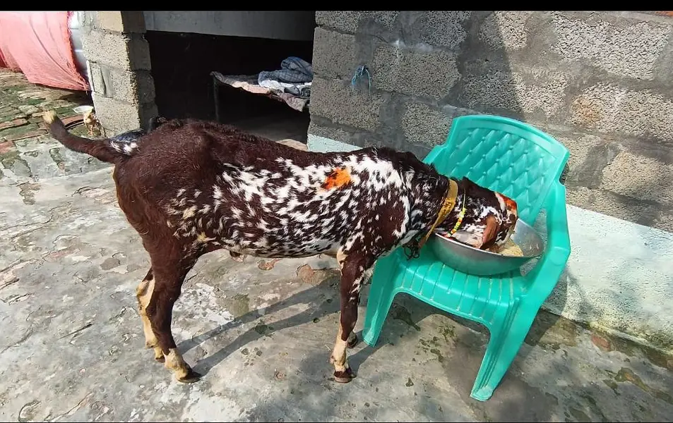 Makhi chena bakra — photo 3