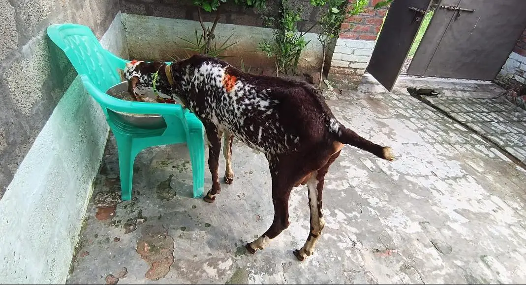 Makhi chena bakra — photo 4