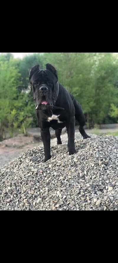 TOP QUALITY CANE CORSO PUPPIES AVAILABLE FOR BOOKING