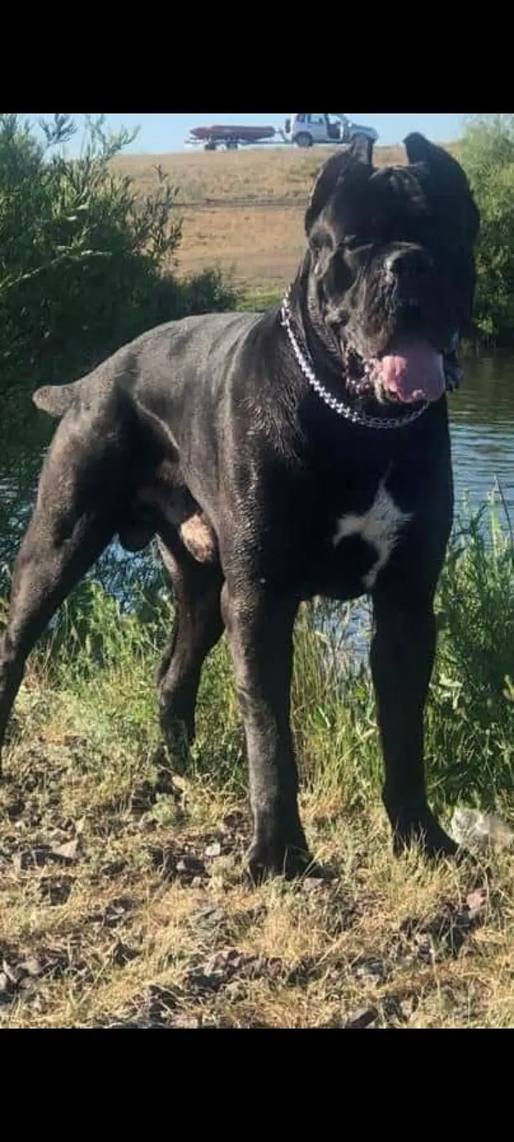 TOP QUALITY CANE CORSO PUPPIES AVAILABLE FOR BOOKING — photo 2