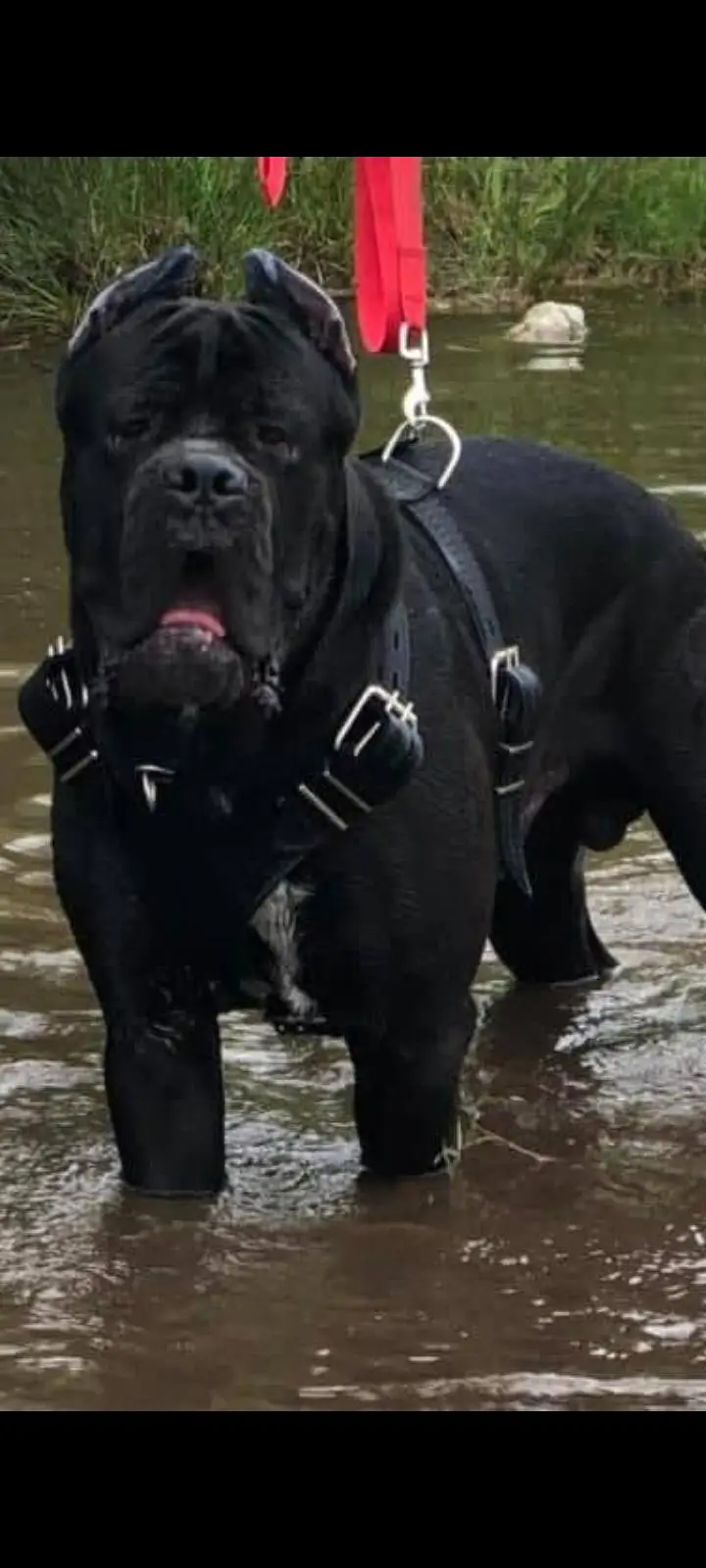 TOP QUALITY CANE CORSO PUPPIES AVAILABLE FOR BOOKING — photo 3