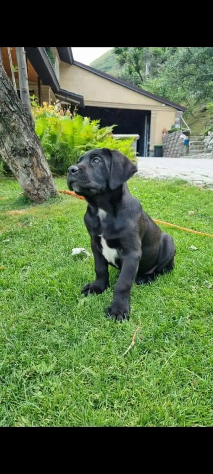 TOP QUALITY CANE CORSO PUPPIES AVAILABLE FOR BOOKING — photo 4