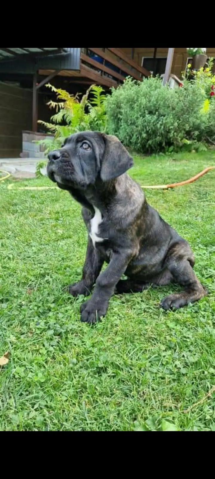 TOP QUALITY CANE CORSO PUPPIES AVAILABLE FOR BOOKING — photo 5