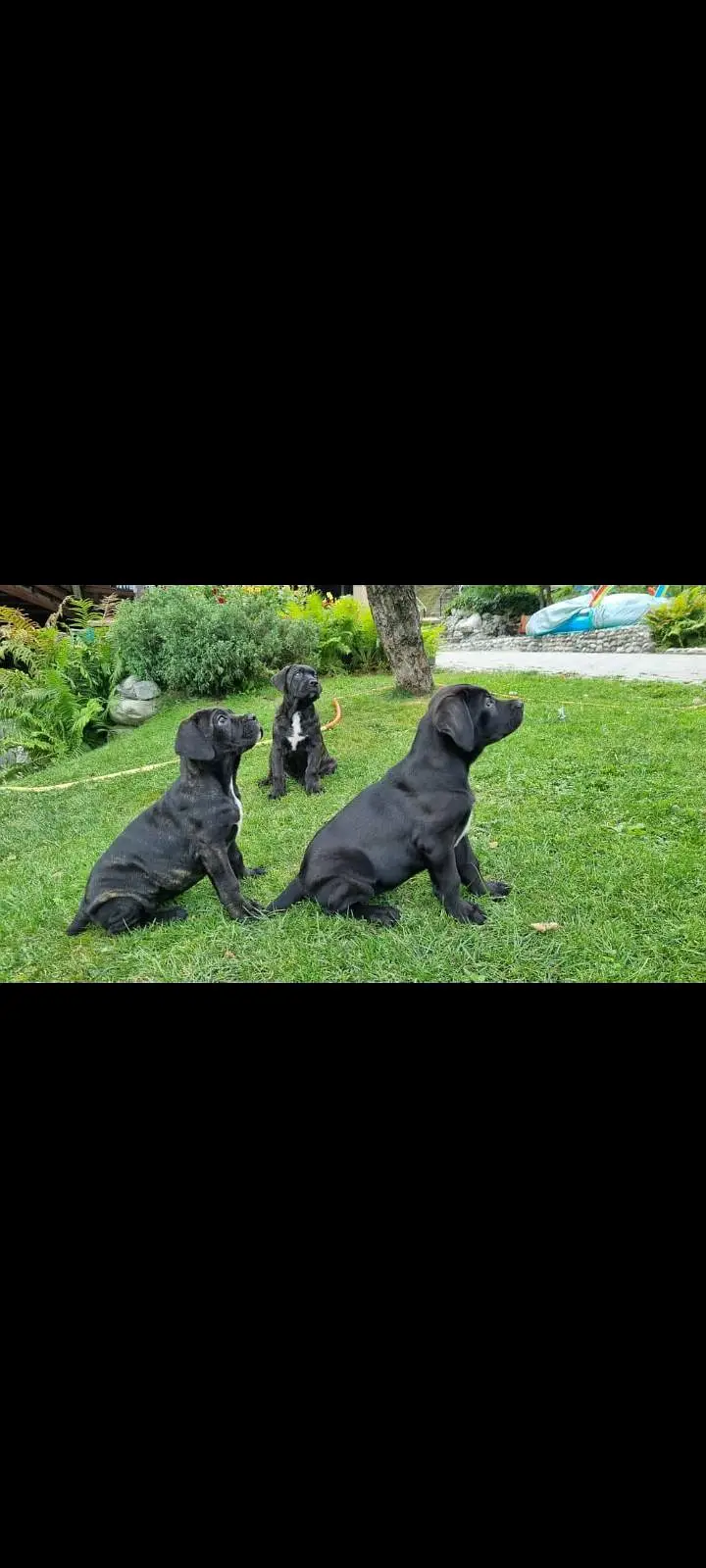 TOP QUALITY CANE CORSO PUPPIES AVAILABLE FOR BOOKING — photo 6