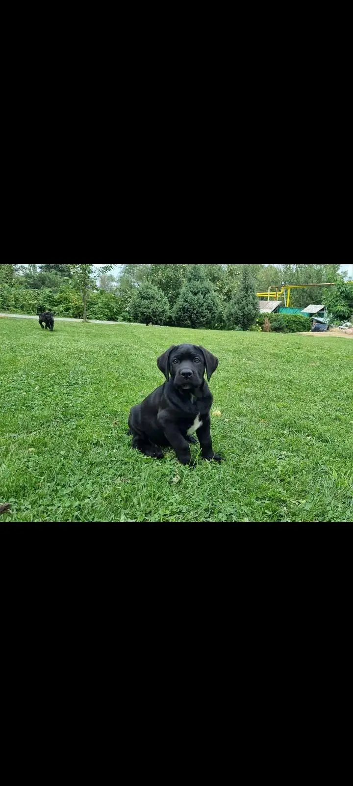 TOP QUALITY CANE CORSO PUPPIES AVAILABLE FOR BOOKING — photo 7