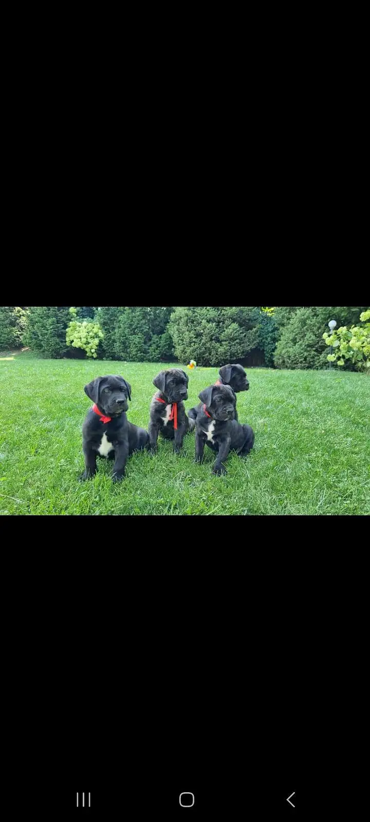 TOP QUALITY CANE CORSO PUPPIES AVAILABLE FOR BOOKING — photo 8
