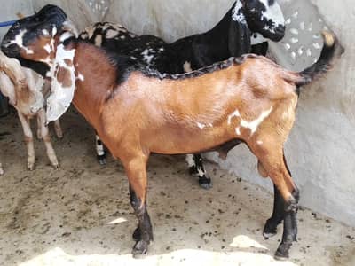 2 Dant Bakra for sale