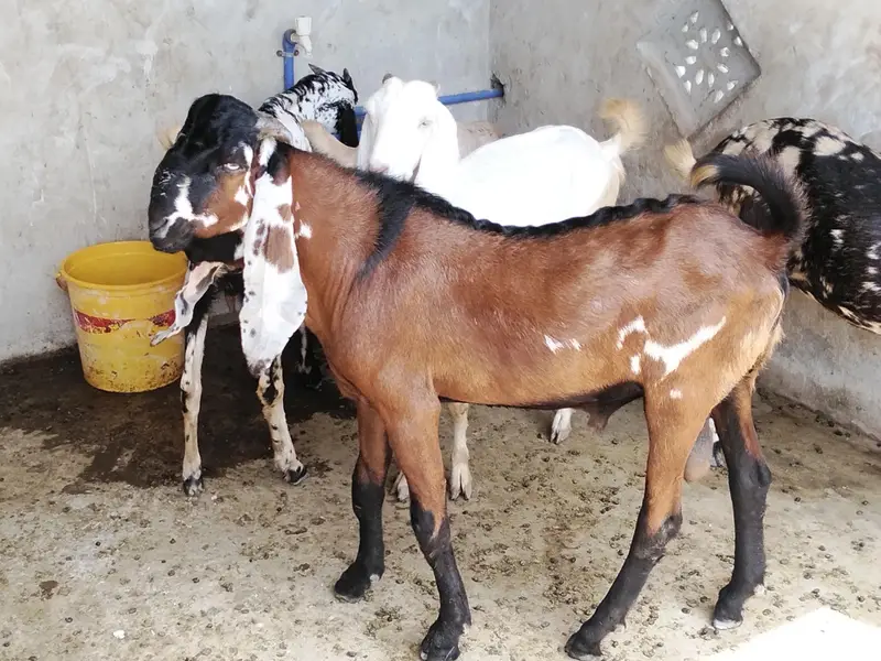 2 Dant Bakra for sale — photo 2