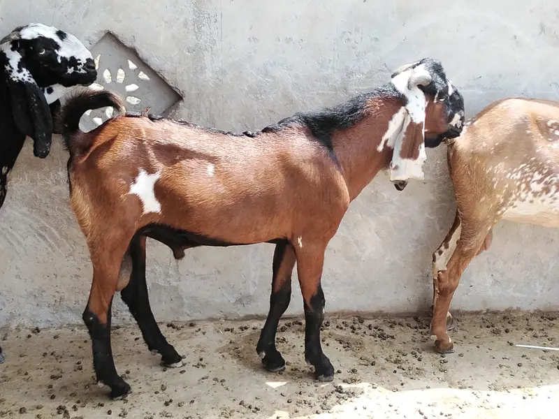 2 Dant Bakra for sale — photo 3