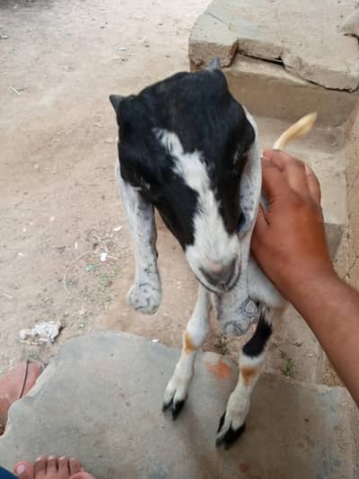 bakra ha active ha white ankhay ha