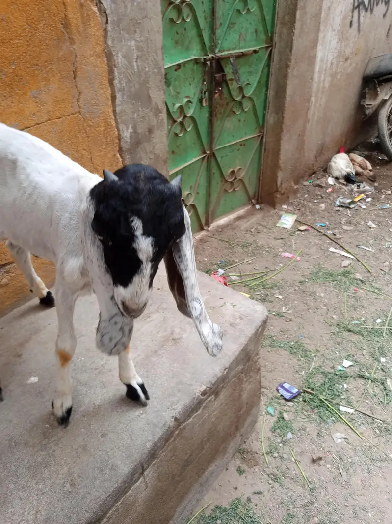 bakra ha active ha white ankhay ha — photo 2