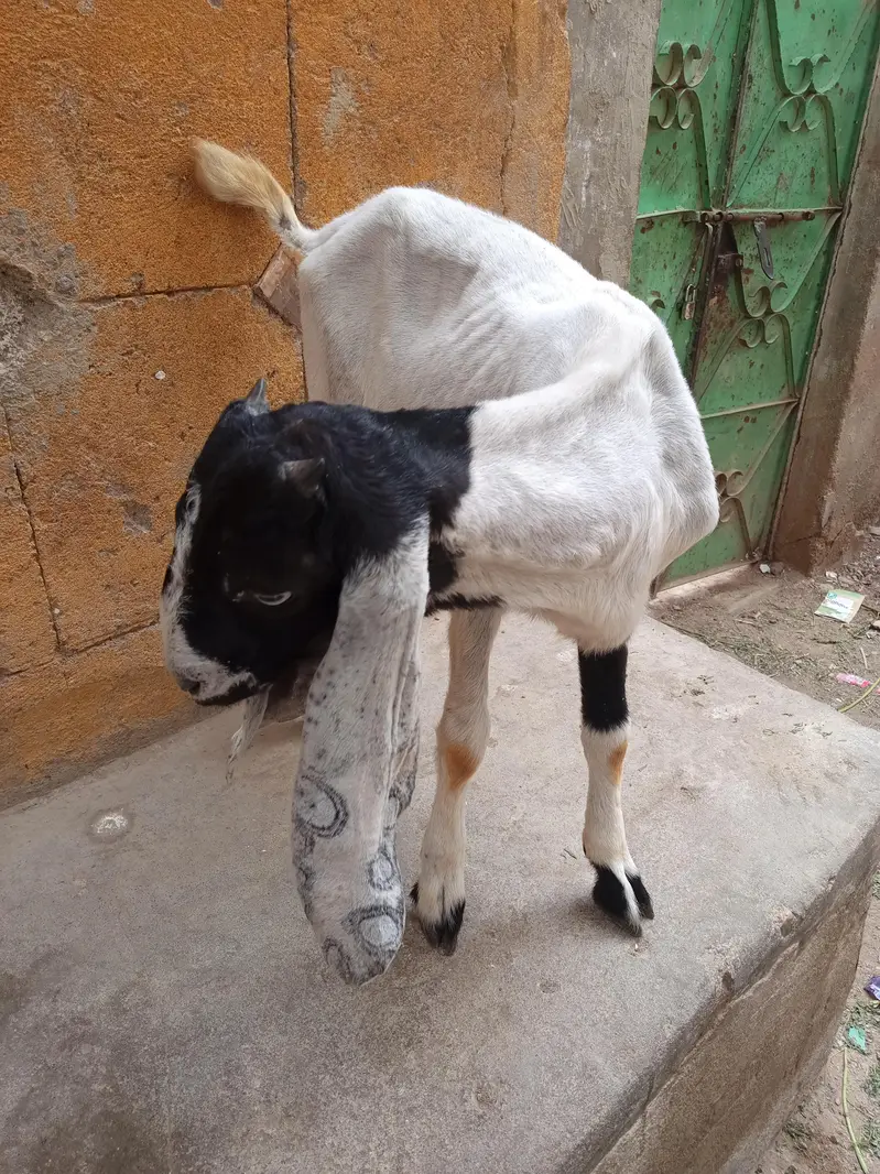 bakra ha active ha white ankhay ha — photo 3