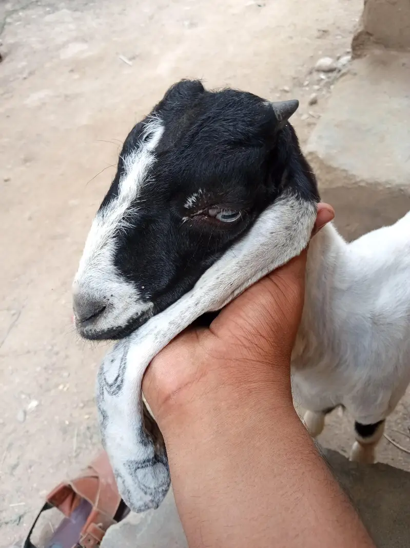 bakra ha active ha white ankhay ha — photo 4
