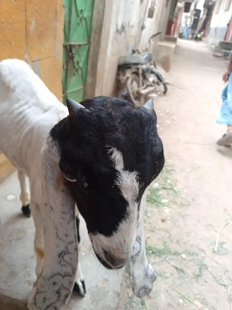 bakra ha active ha white ankhay ha — photo 5