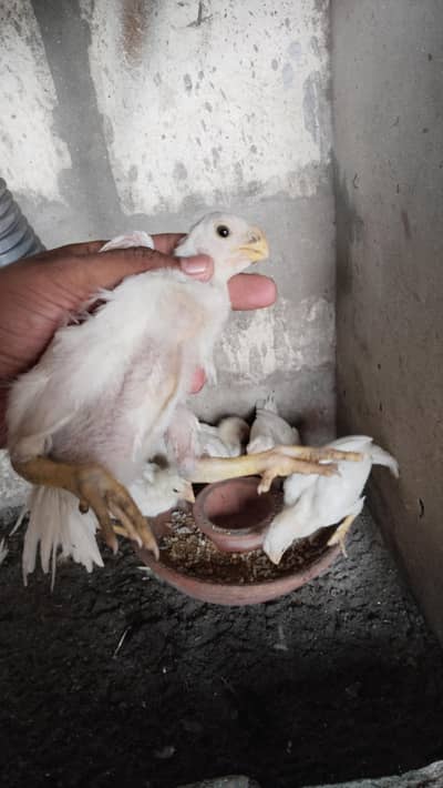 Indian Parrot Beak Chicks