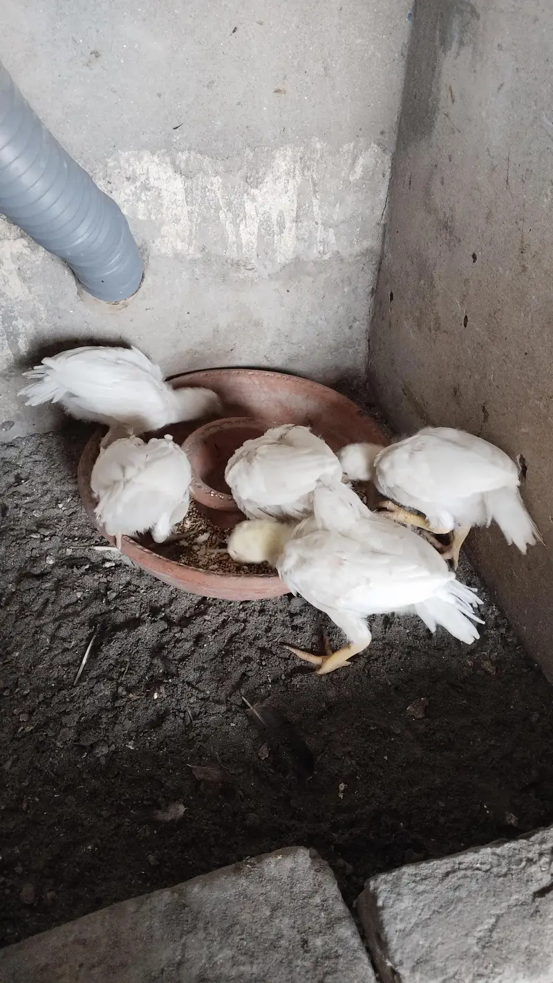Indian Parrot Beak Chicks — photo 2