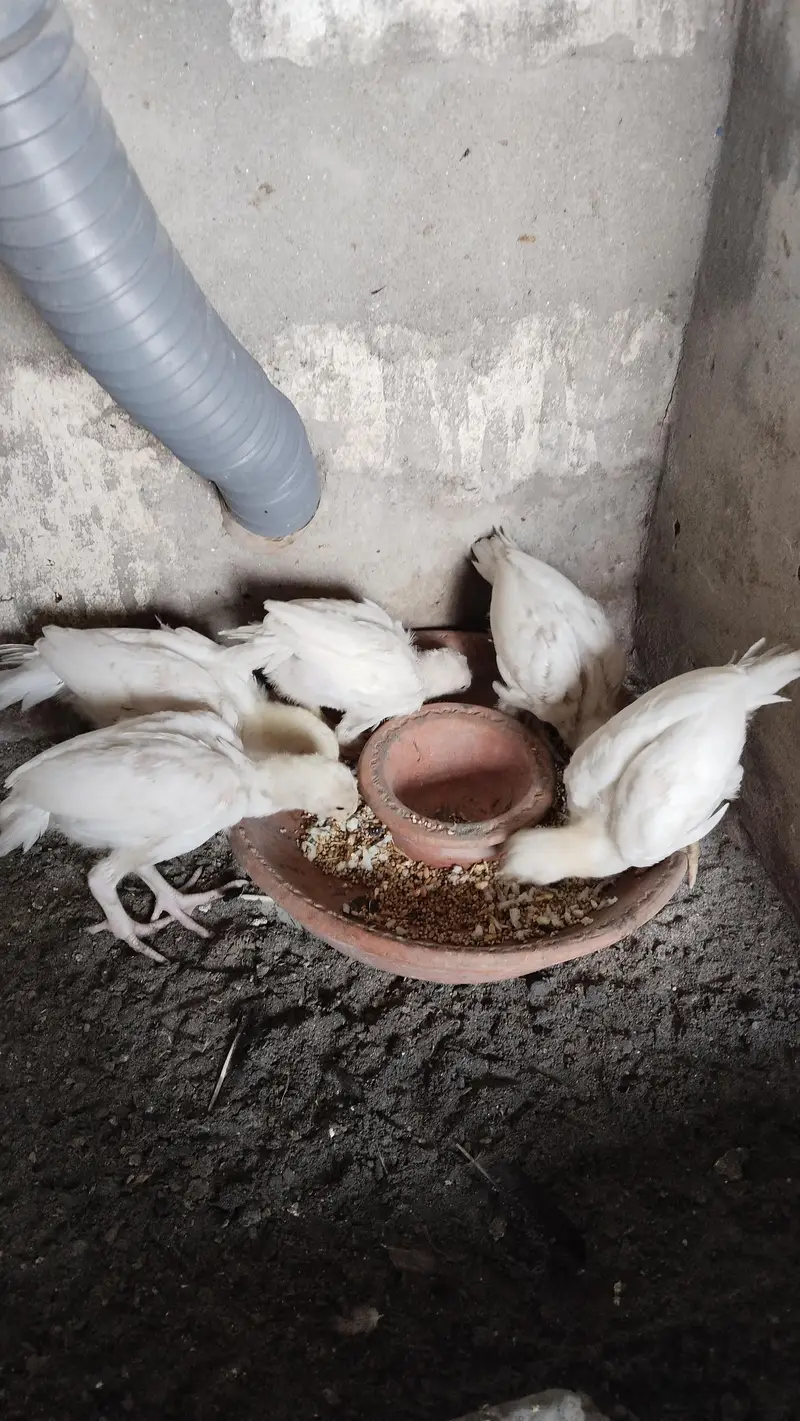 Indian Parrot Beak Chicks — photo 4