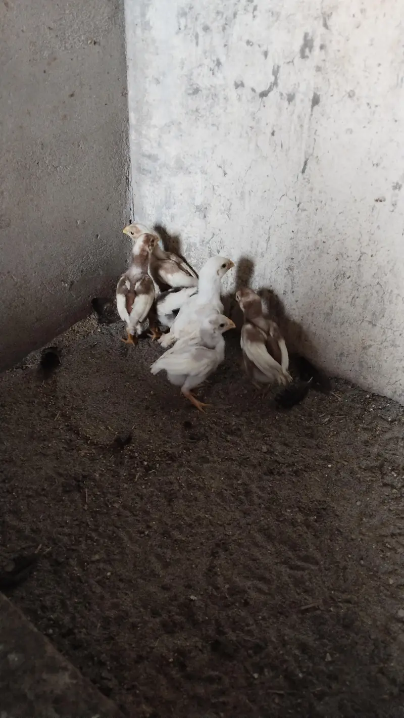 Indian Parrot Beak Chicks — photo 6