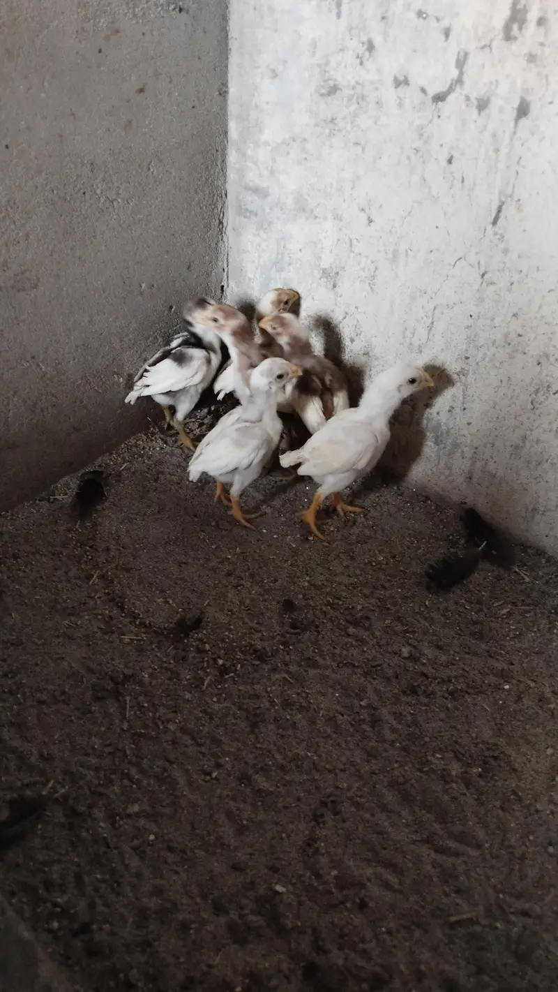 Indian Parrot Beak Chicks — photo 7