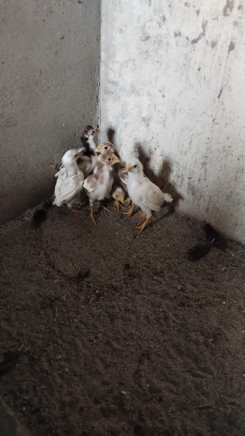 Indian Parrot Beak Chicks — photo 8