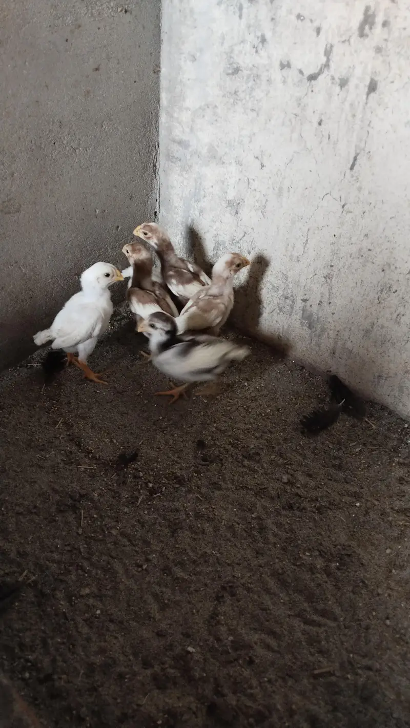 Indian Parrot Beak Chicks — photo 9