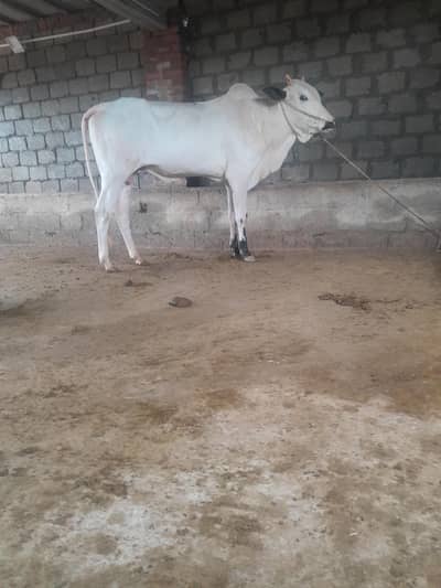 fatajangi bull for sale
