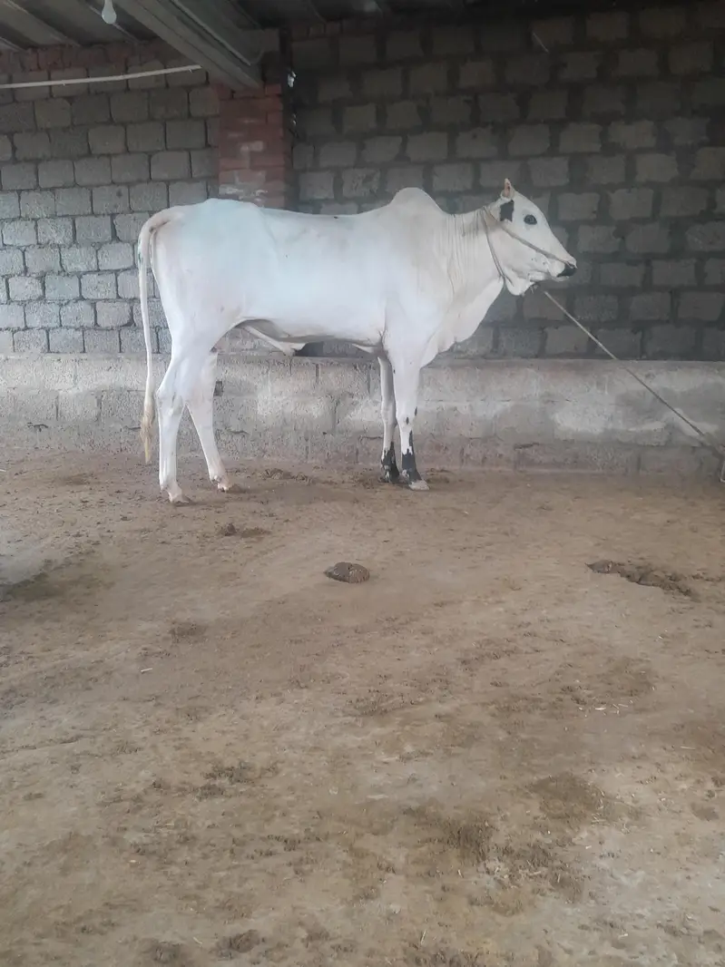 fatajangi bull for sale — photo 2