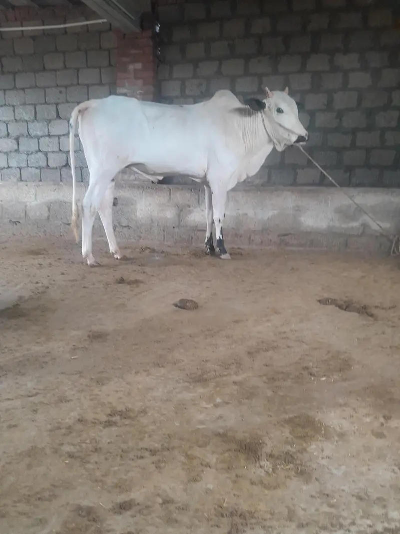 fatajangi bull for sale — photo 3