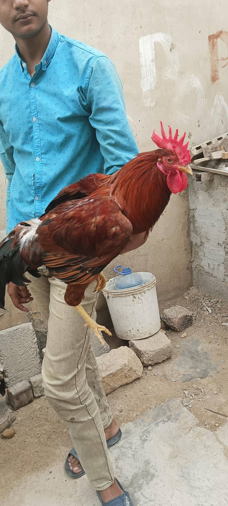 desi murga 0
