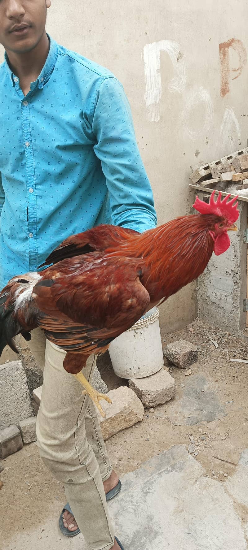 desi murga 4