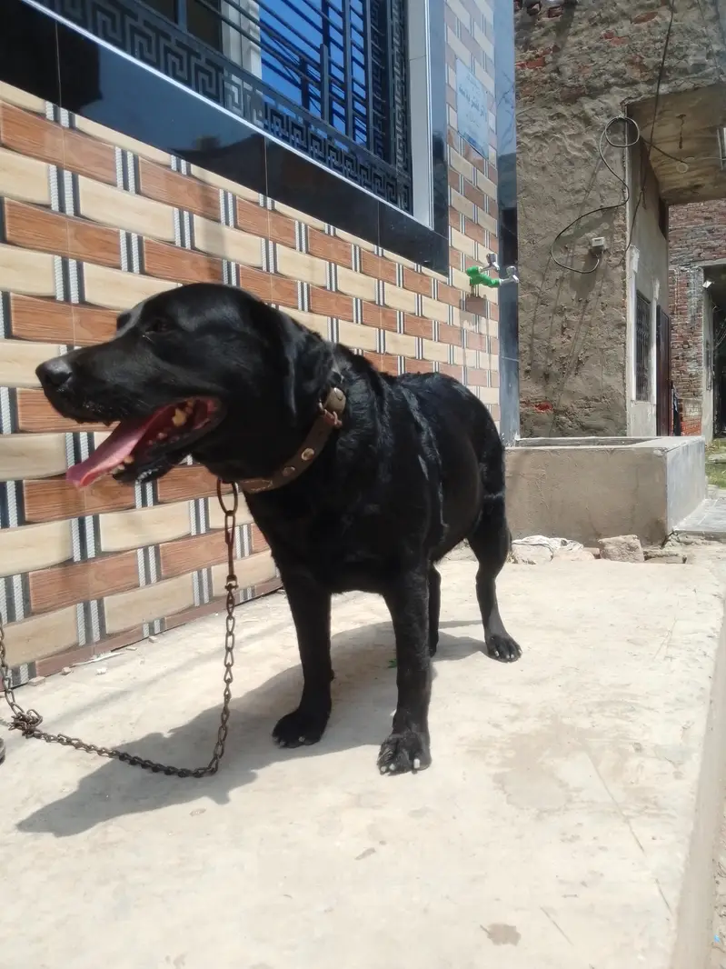 Lebra — photo 2