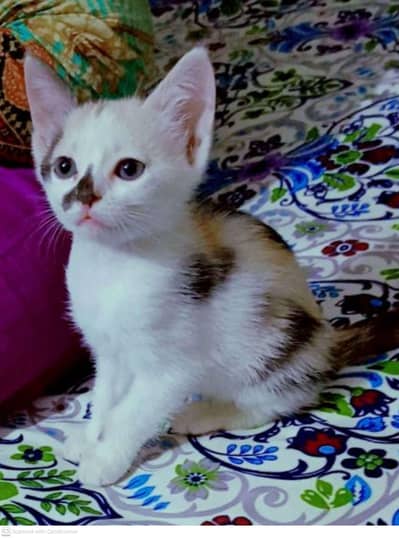 very beautiful cat