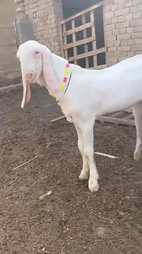 Gulabi Bakra Urgent For Sale/ 03170252632 — photo 2