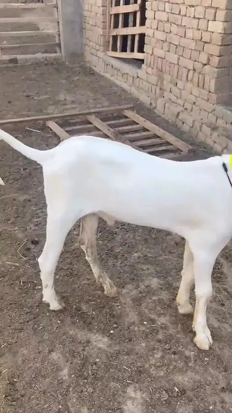 Gulabi Bakra Urgent For Sale/ 03170252632 — photo 3