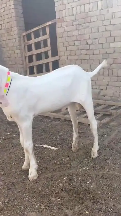 Gulabi Bakra Urgent For Sale/ 03170252632 — photo 4