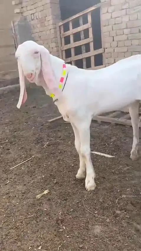 Gulabi Bakra Urgent For Sale/ 03170252632 — photo 5