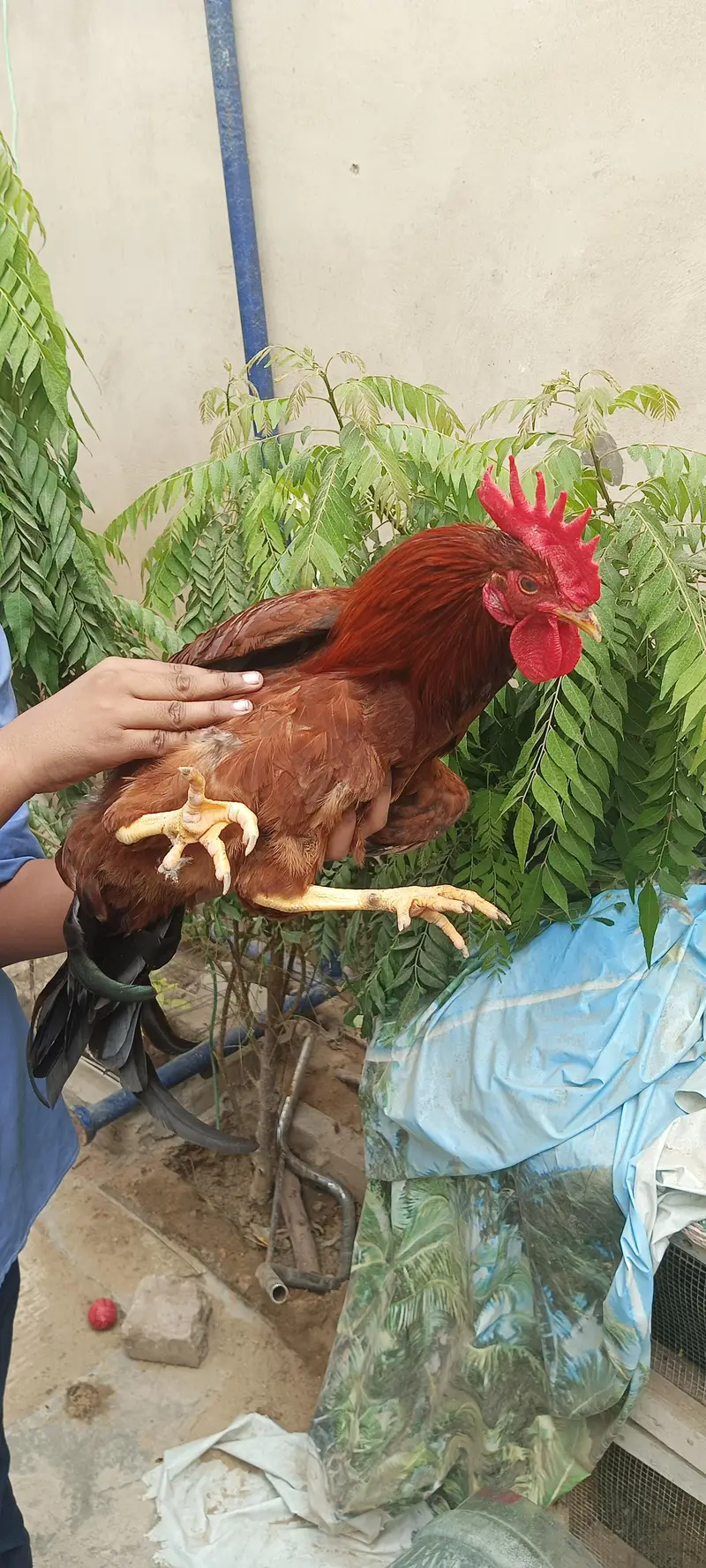 desi murga gher ka Pala hua — photo 7