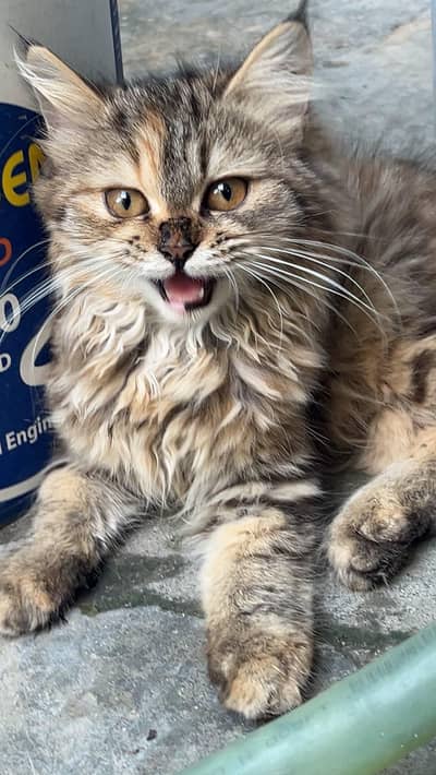 Healthy & Cute Persian Cat