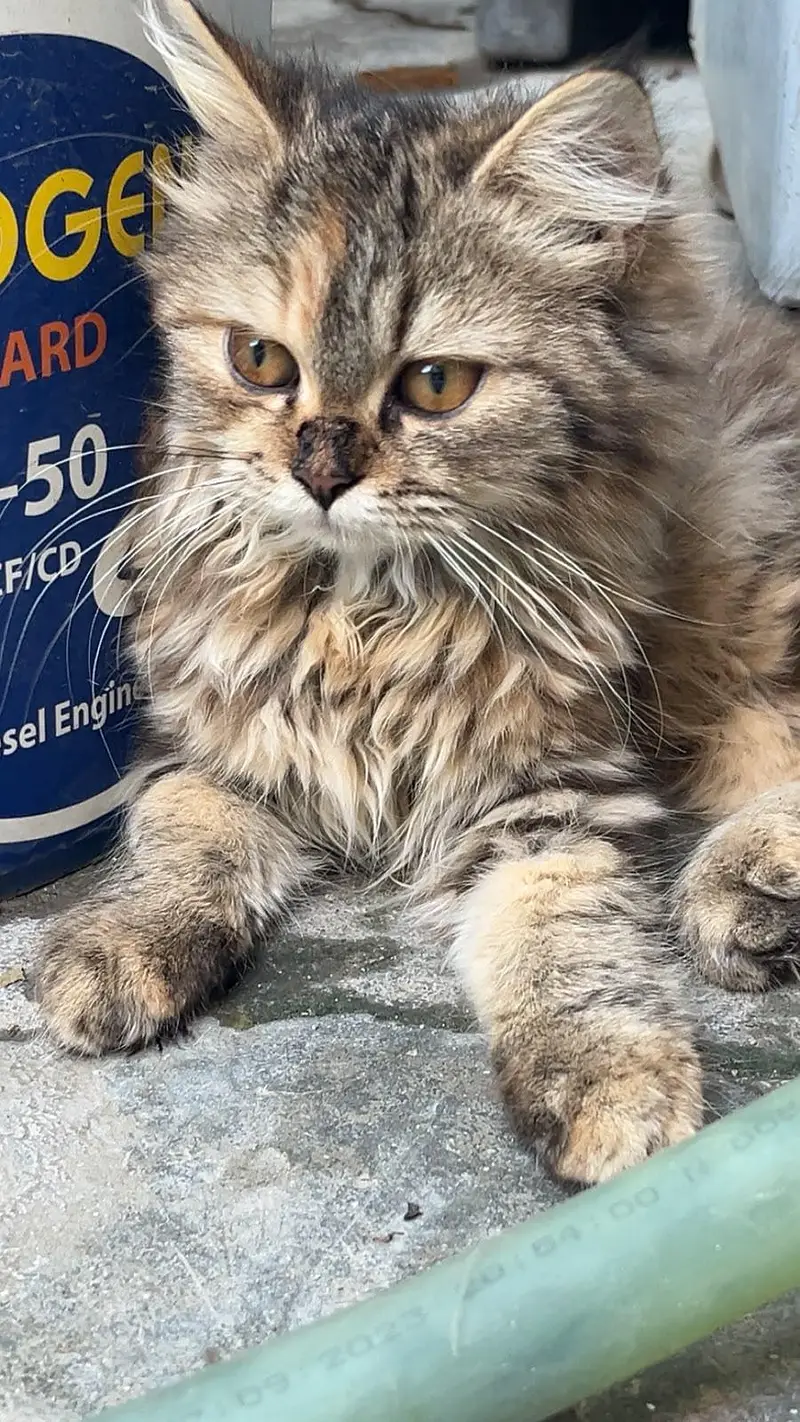 Healthy & Cute Persian Cat — photo 2