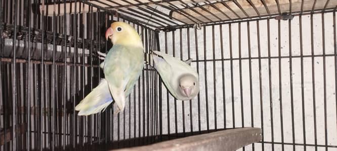 Albino black eyes Pair