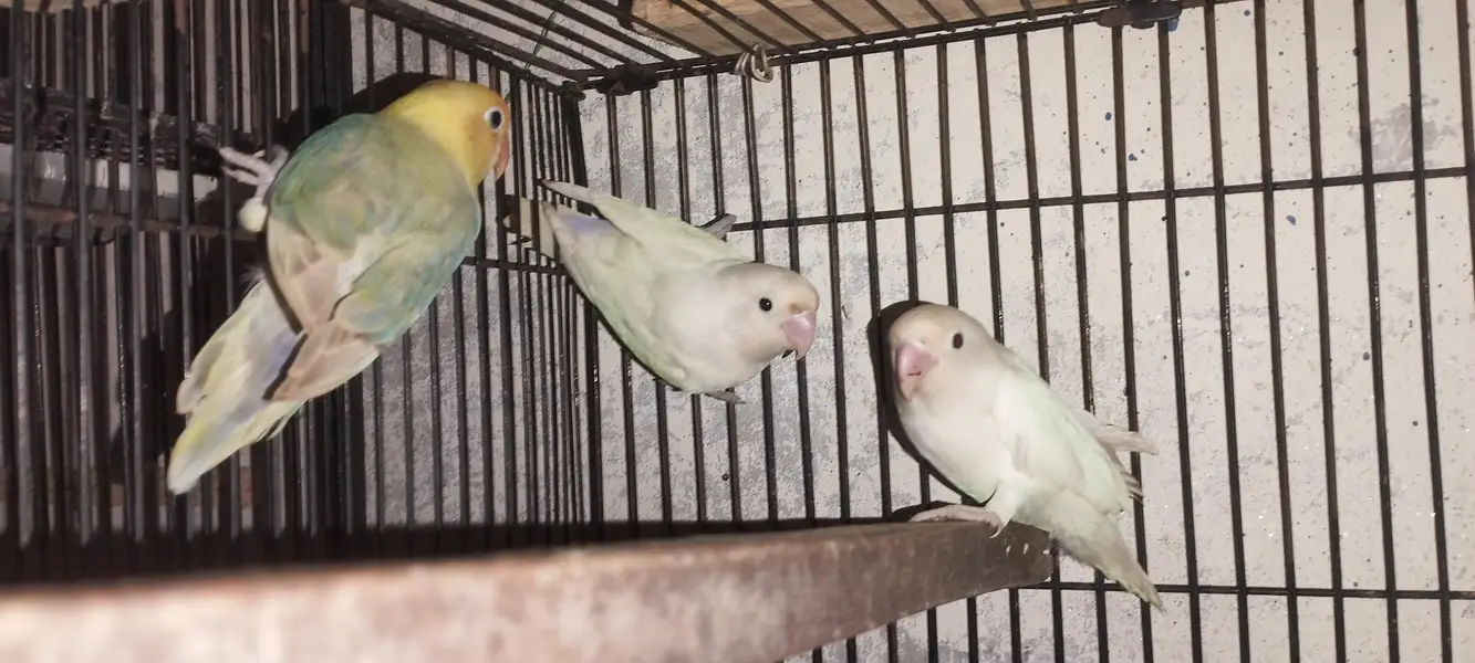Albino black eyes Pair — photo 2