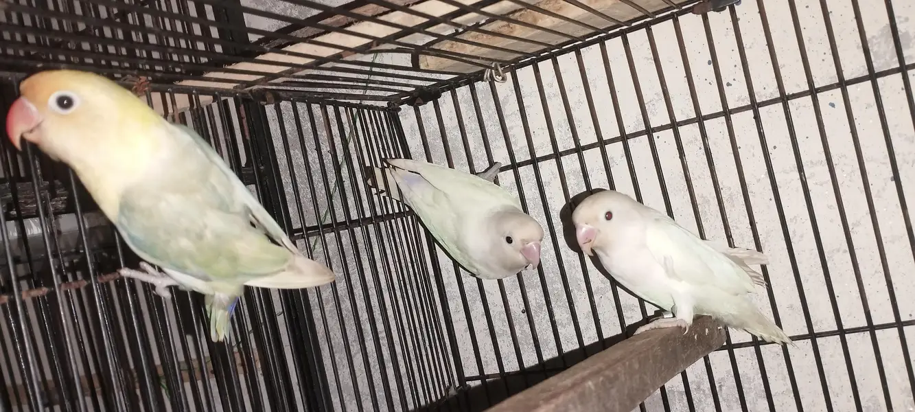 Albino black eyes Pair — photo 3