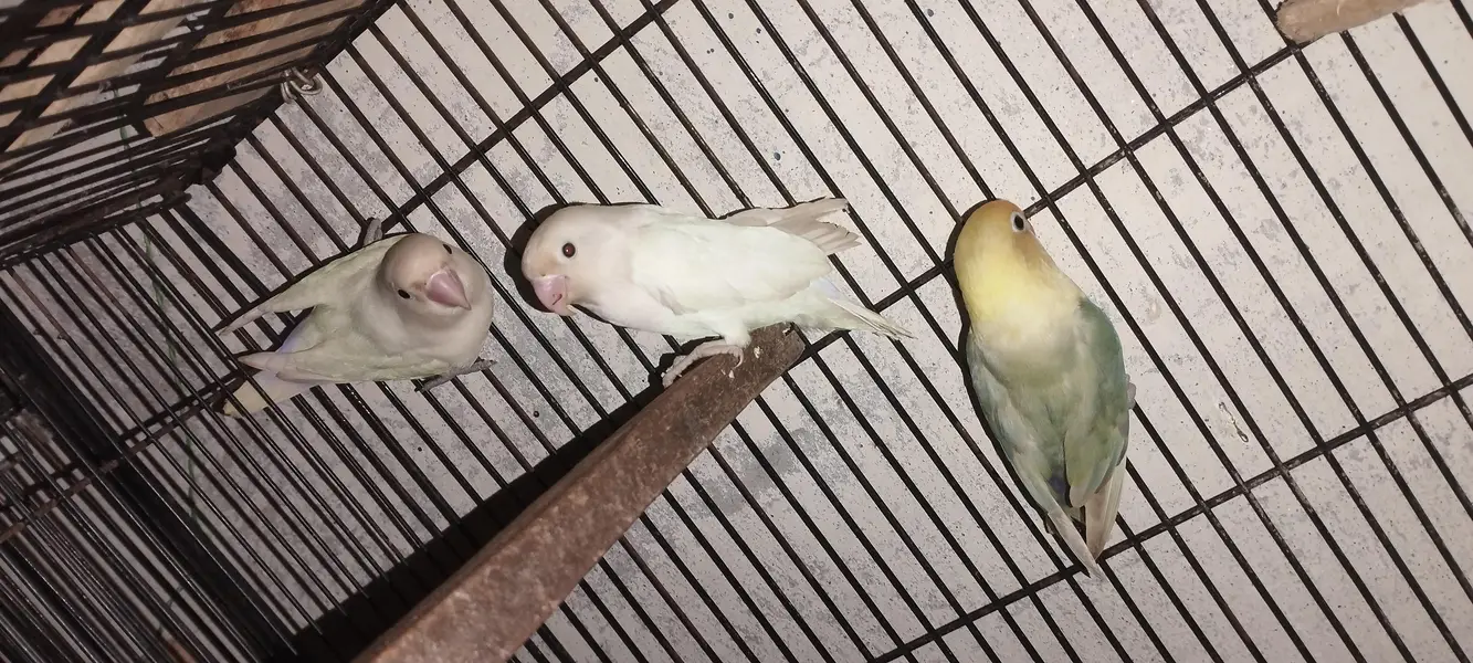 Albino black eyes Pair — photo 4